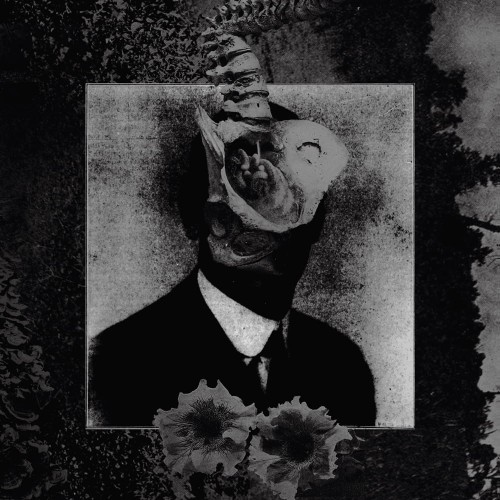 Mord_a_Stigmata_like_ants_1000px.jpg