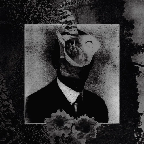Mord_a_Stigmata_like_ants_1000px.jpg